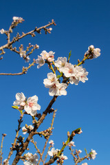 Almond tree blossom