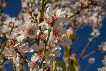 Almond tree blossom