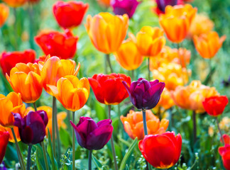 Colorful Orange Red Tulips on Green Field