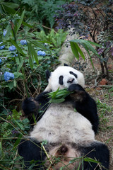 Portrait of giant panda ,Ailuropoda melanoleuca, or Panda Bear. Close up of giant panda lying and eating bamboo surrounded with fresh bamboo. Singapore zoo.