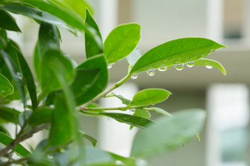 rain drop on green leaf nature