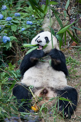 Obraz premium Portrait of giant panda ,Ailuropoda melanoleuca, or Panda Bear. Close up of giant panda lying and eating bamboo surrounded with fresh bamboo. Singapore zoo.