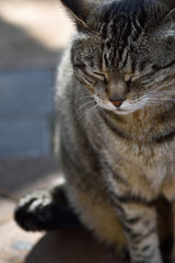 Cat with closed eyes