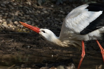 Weissstorch Storch