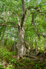 Thick tree trunks and stones are in the forest in Finland at summer.
