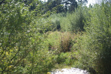 Auenlandschaft und Kies am Fluss 2019205