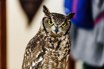 Portrait of a eagle owl, Bubo bubo, bright eyed captive at a falconry festival.Portrait of a eagle...