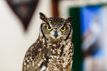 Portrait of a eagle owl, Bubo bubo, bright eyed captive at a falconry festival.Portrait of a eagle owl, Bubo bubo, bright eyed captive at a falconry festival.