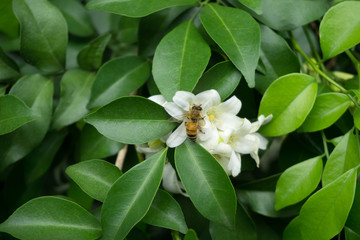 Obraz na płótnie Canvas Close up of Orange Jasmine (Murraya paniculata) in full bloom with bee