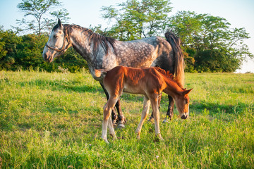 Gray spotted horse horse with broun foal standing in high grass in sunset light, green background