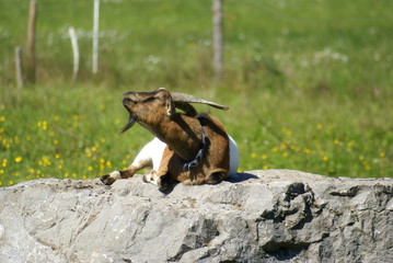 Ziege strecktsich nach Sonne auf Felsen 2019207
