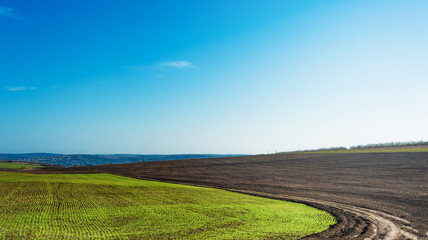 Obraz premium Landscape with half green young wheat, half black ground good for agriculture. Clear blue sky.