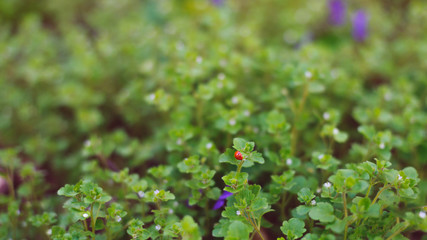 Small ladybird on green plant with small pink flowers. Blurry green background.