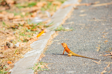 Chameleon orange on Ground asphalt Background blurred grass.