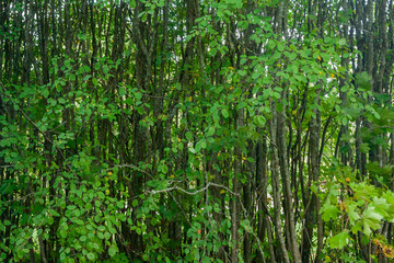 Obraz premium There is background texture of thin trees in Finland forest at summer.