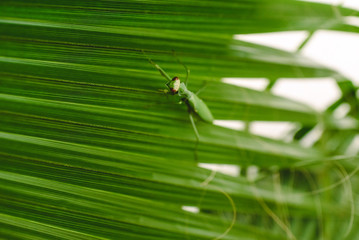 Mantodea Praying mantis walking on the leaf of a palm tree.