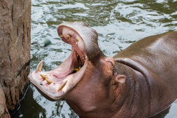 hippopotamus in the water