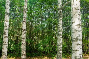 There is birch trunks and background texture of thin trees in Finland forest at summer.