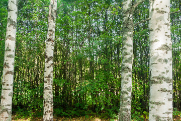 Naklejka premium There is birch trunks and background texture of thin trees in Finland forest at summer.