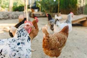 Hens pecking food in the fencing of their henhouse on a farm.
