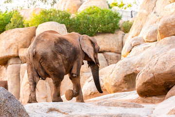 Fototapeta premium Huge feet of African savanna elephant, Loxodonta africana.