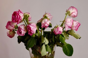 Rose appassite: concetto di amore sfiorito © effe64