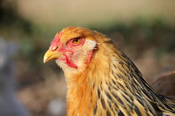 Hühner