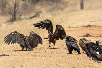 lappet faced vulture