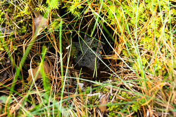 Spider web with dew drops on morning forest in Finland at autumn.