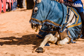 Detail of the legs of a horse sitting on the ground.