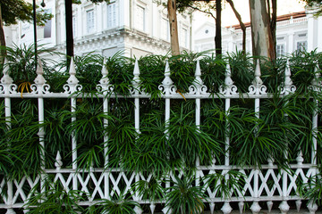 Fototapeta premium green plants and white fences