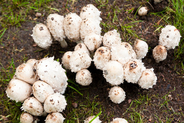 White mushrooms on grass in the park in Finland at autumn.