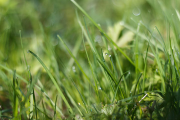 Green grass with dew drop