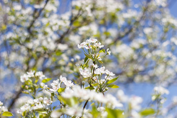 Spring cherry apricot blossom