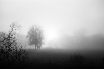 Dense fog in low sun with some trees. Mysterious moment Near Bonn on the Rhine. Black and white