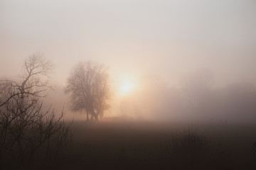 Dense fog in low sun with some trees. Mysterious moment Near Bonn on the Rhine