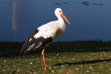 Weissstorch Storch