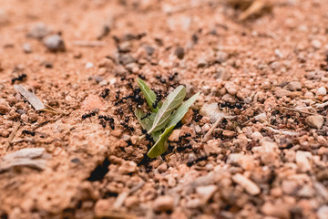 Ants in a row walking looking for food.