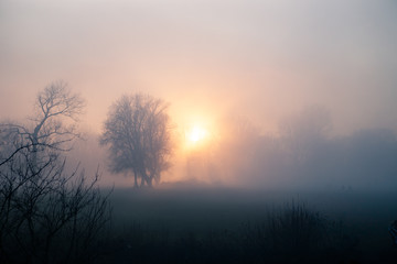 Naklejka na ściany i meble Dense fog in low sun with some trees. Mysterious moment Near Bonn on the Rhine