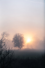 Fototapeta na wymiar Dense fog in low sun with some trees. Mysterious moment Near Bonn on the Rhine