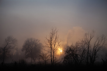 Dense fog in low sun with some trees. Mysterious moment Near Bonn on the Rhine