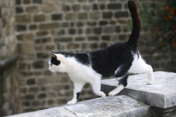 cat in old town dubrovnik
