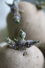 Macro of potatoes being chitted in the daylight before planting