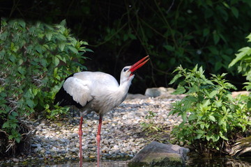 Weissstorch Storch