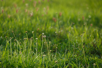 green grass flower field