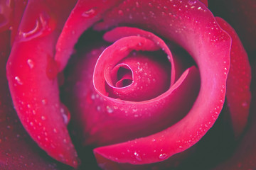 CloseUp Beauty Red Rose In Water Drops. Flowers Background. Nature.