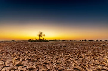 Deurstickers Arid soil in dry season in desert, drought in the desert in the sunrise © Petar