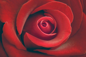 Close-Up Red Rose Flower. Roses Background. Symmetry In Nature.