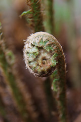 close up of a new Fern bud uncurling in the spring time in the UK