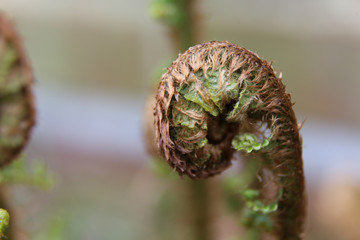 New Fern leaf uncurling in the spring UK